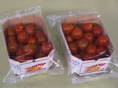 Pomidory malinowe na tackach pakowane na poziomej maszynie pakującej (HFFS).